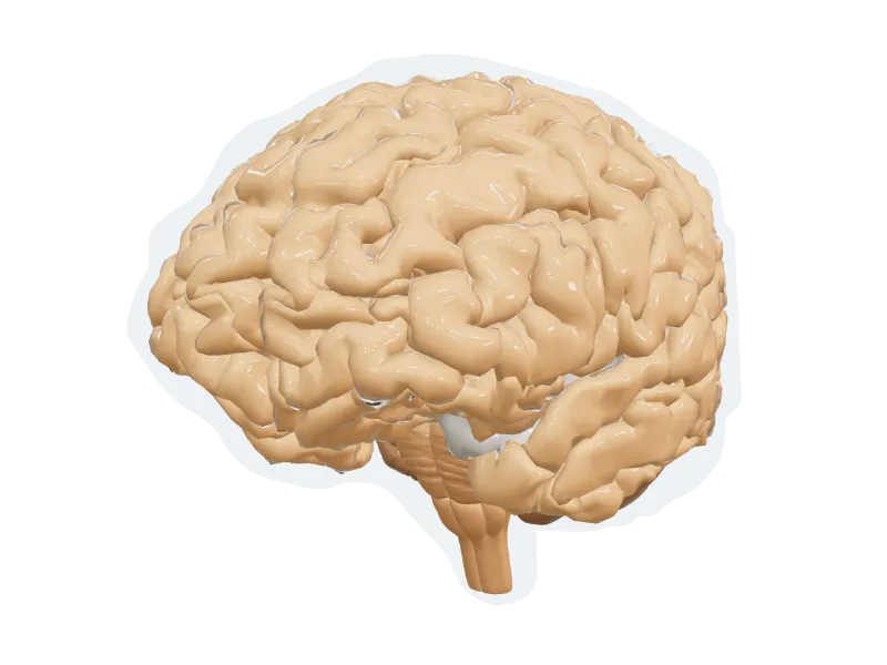 Human Brain